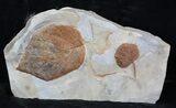 Two Fossil Leafs (Beringiaphyllum, Unidentified) - Montana #35738-1
